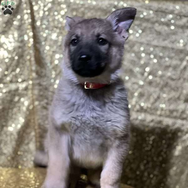 Sofia, German Shepherd Puppy